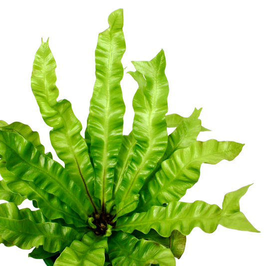 Asplenium 'Crispy Wave' (Bird's Nest Fern)