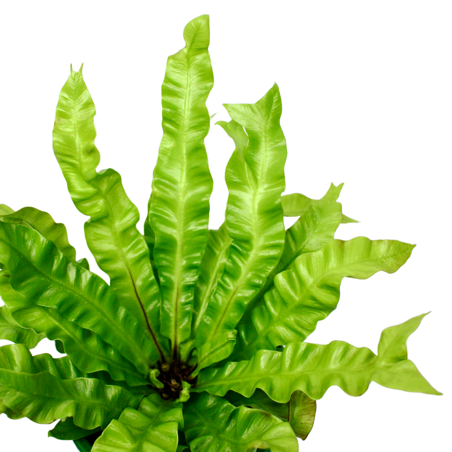 Asplenium 'Crispy Wave' (Bird's Nest Fern)