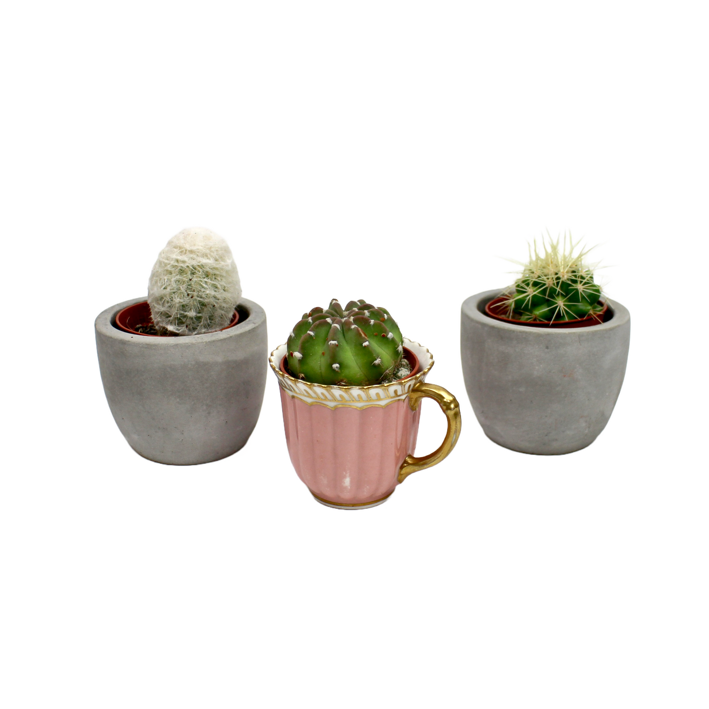 Cactus Mix Selection (5.5cm pot)