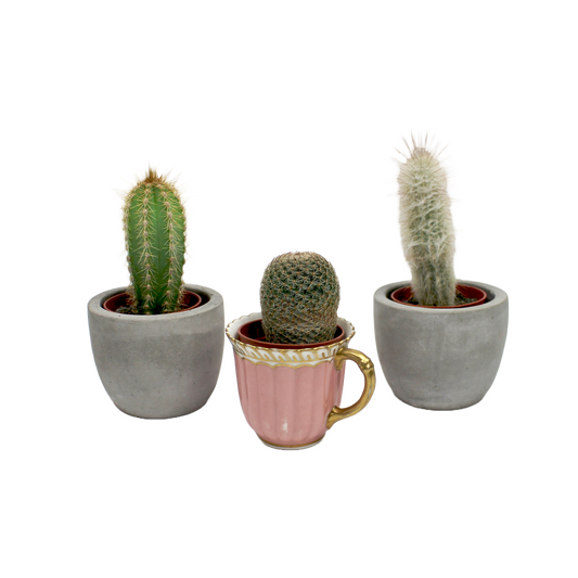 Cactus Mix Selection (5.5cm pot)