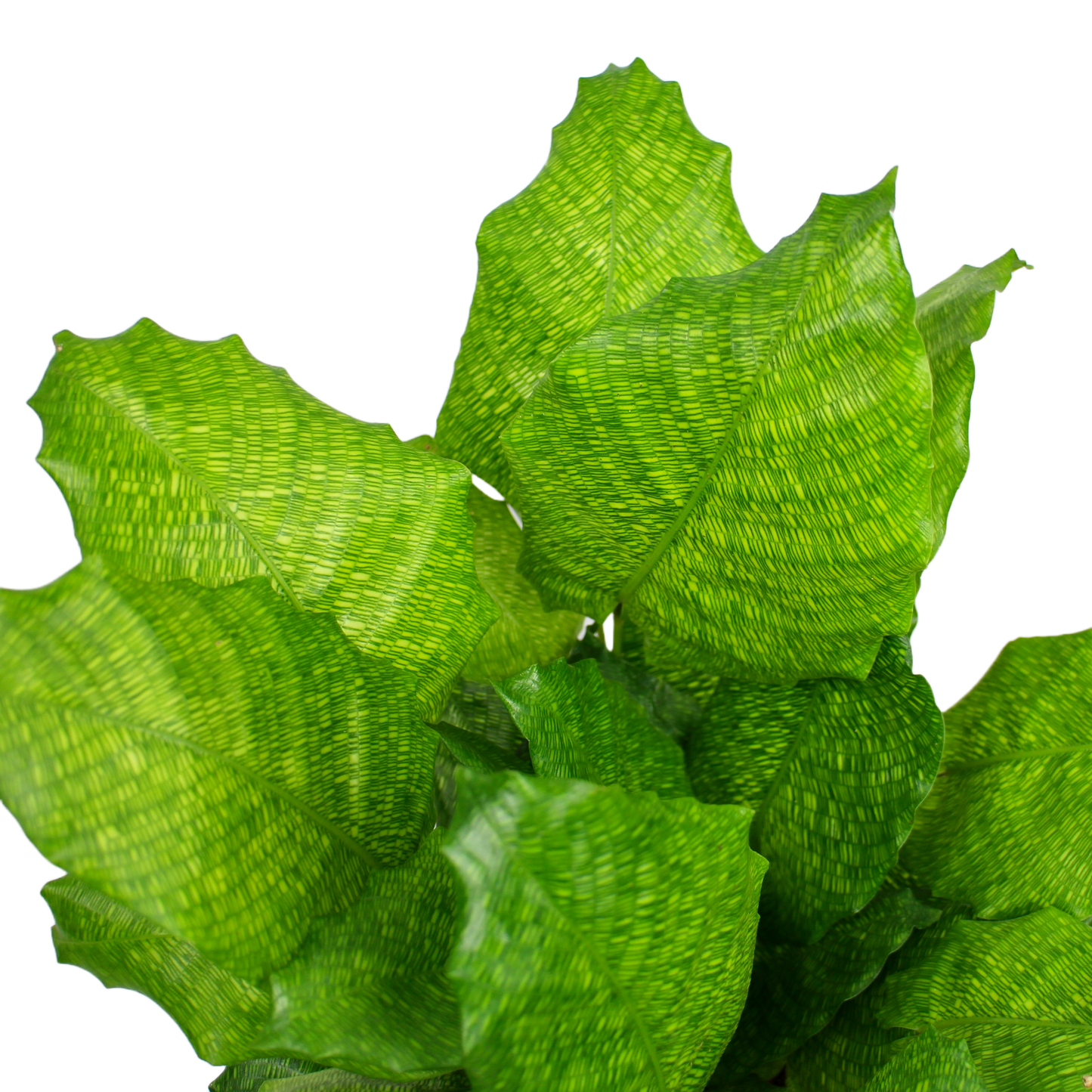 Calathea Network (Prayer Plant)