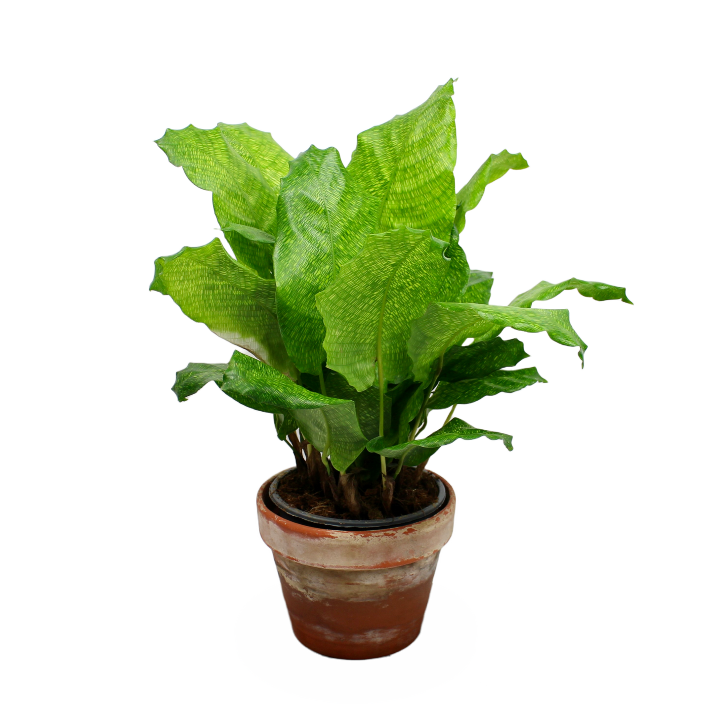 Calathea Network (Prayer Plant)