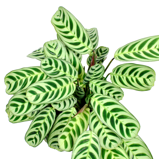 Ctenanthe Burle-Marxii 'Amabilis' (Prayer Plant)