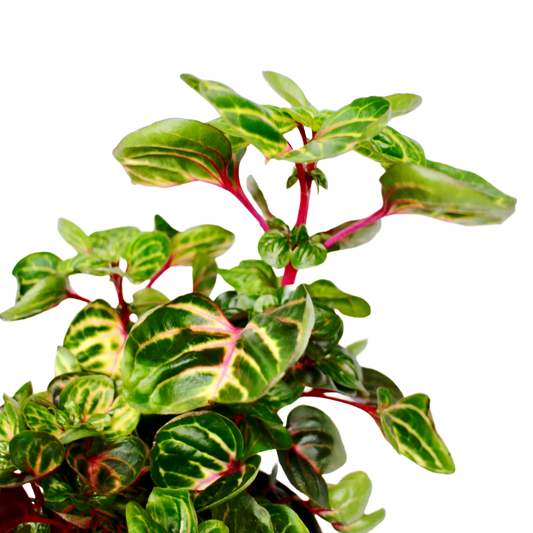 Iresine Herbstii 'Blazin Lime'