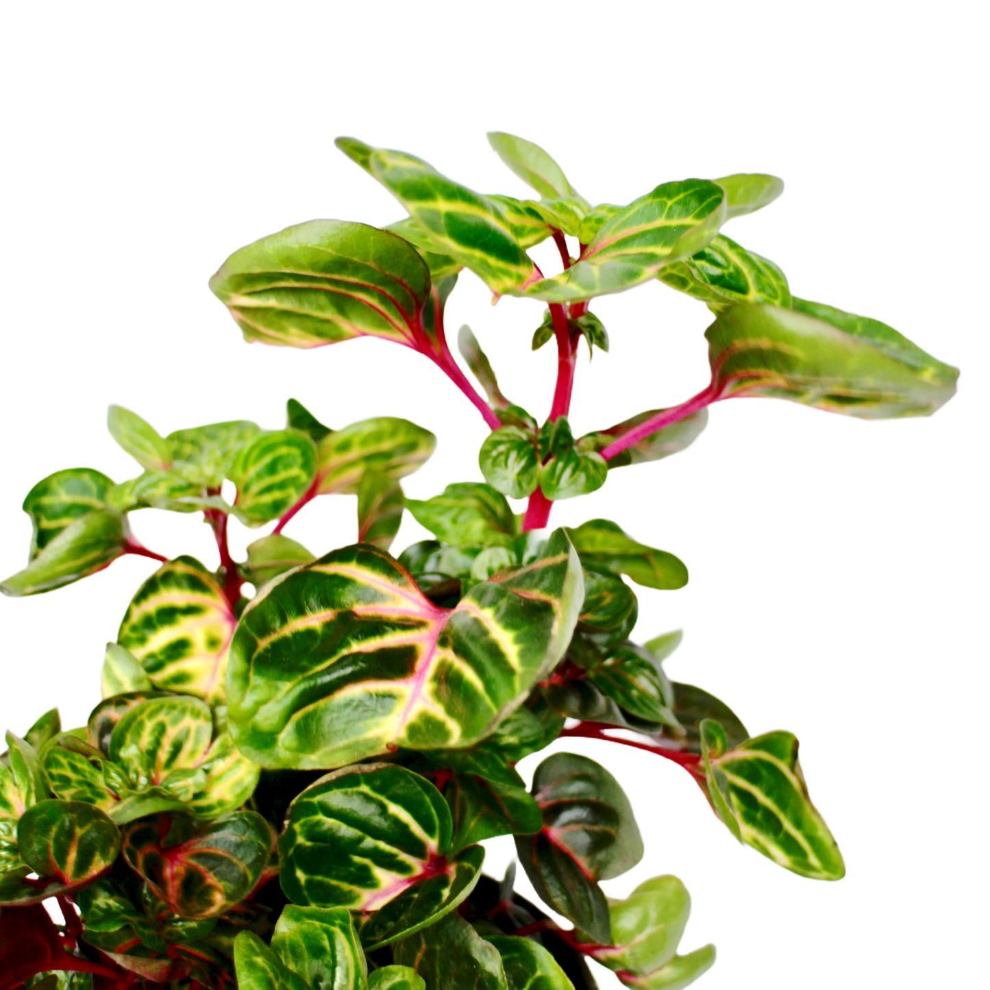 Iresine Herbstii 'Blazin Lime'