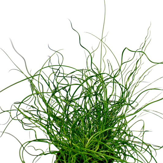 Juncus Effusus Spiralis
