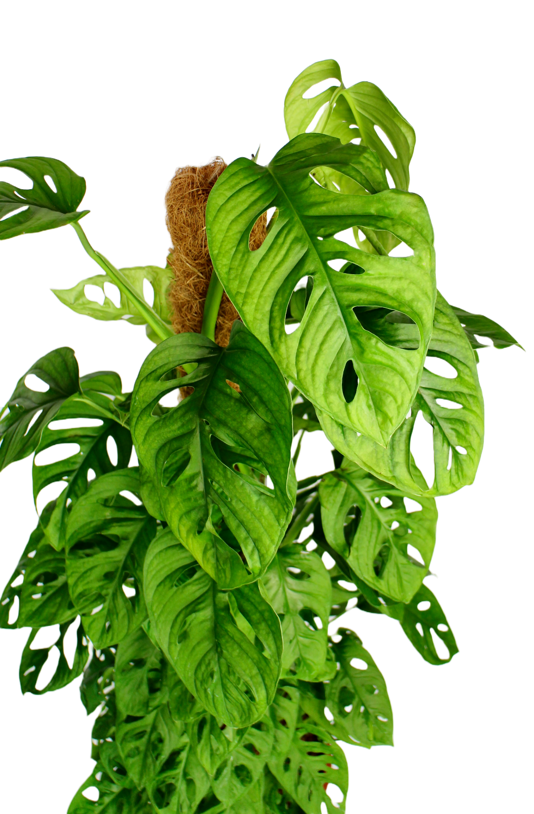 Monkey Mask ~ on moss pole (Monstera Adansonii)