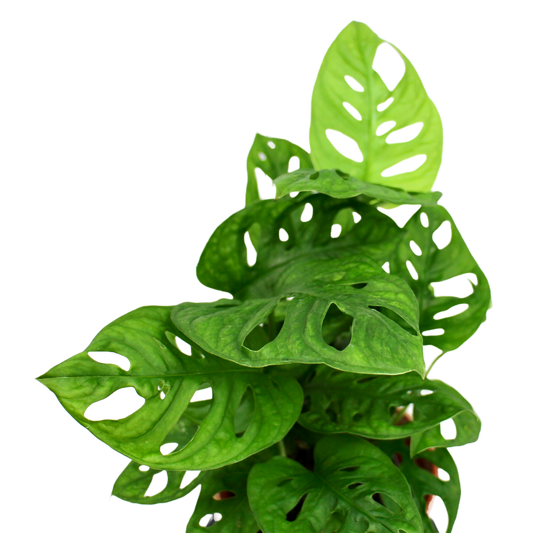Monkey Mask (Monstera Adansonii)