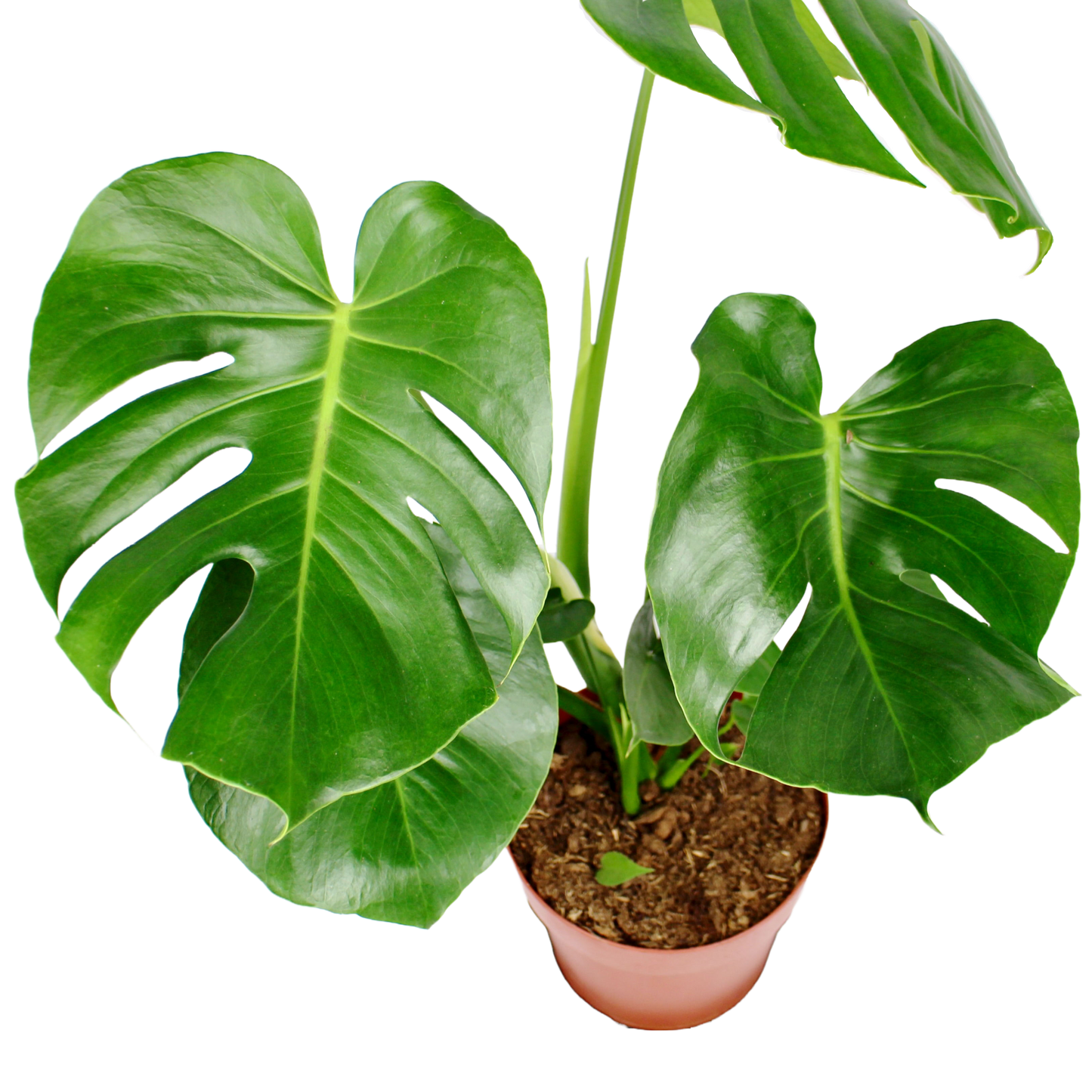 Monstera (Swiss Cheese Plant)