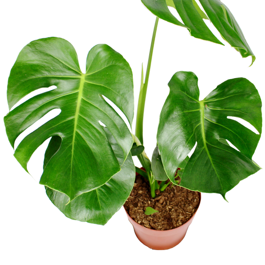 Monstera (Swiss Cheese Plant)