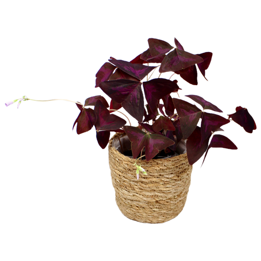 Woven Seagrass Basket Planter - 5 Sizes