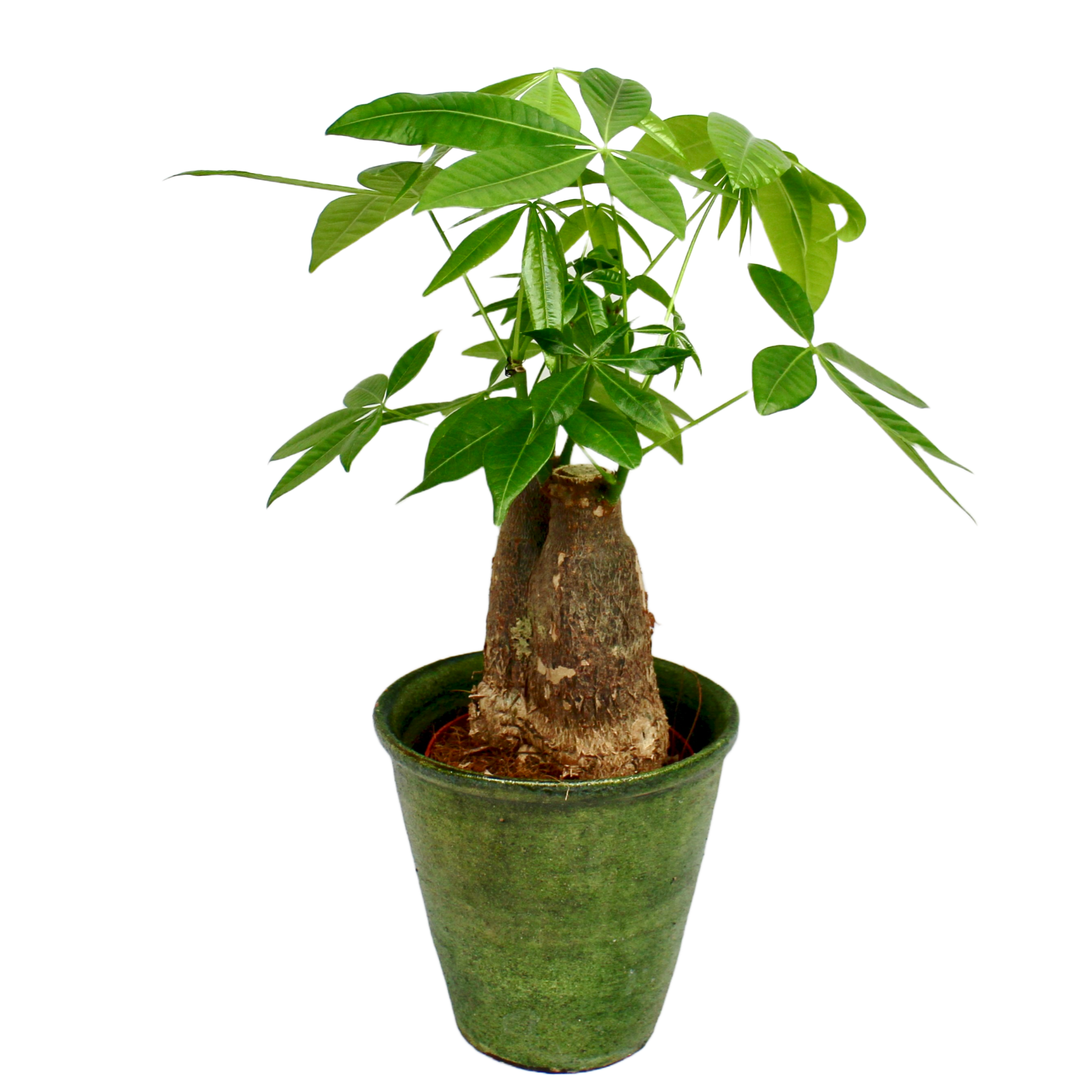 single trunk money tree Pachira Aquatica