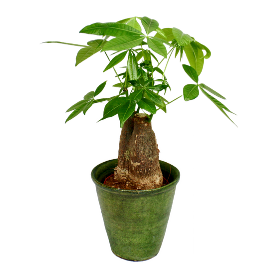 Pachira Aquatica - Single Trunk (Money Tree)
