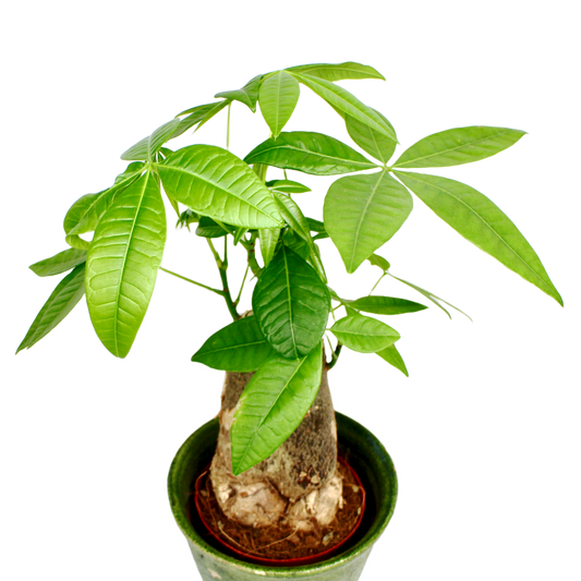 Pachira Aquatica - Single Trunk (Money Tree)