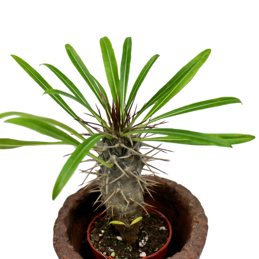 Pachypodium Lamerei (Madagascar Palm)