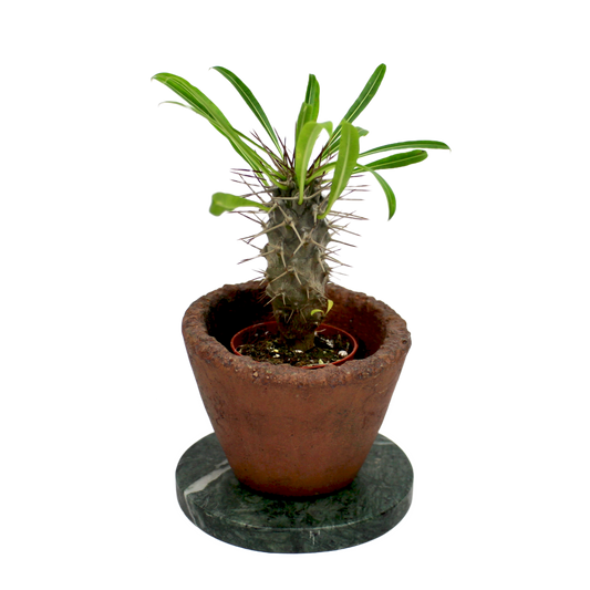 Pachypodium Lamerei (Madagascar Palm)