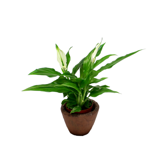 Peace Lily (Spathiphyllum Chopin)