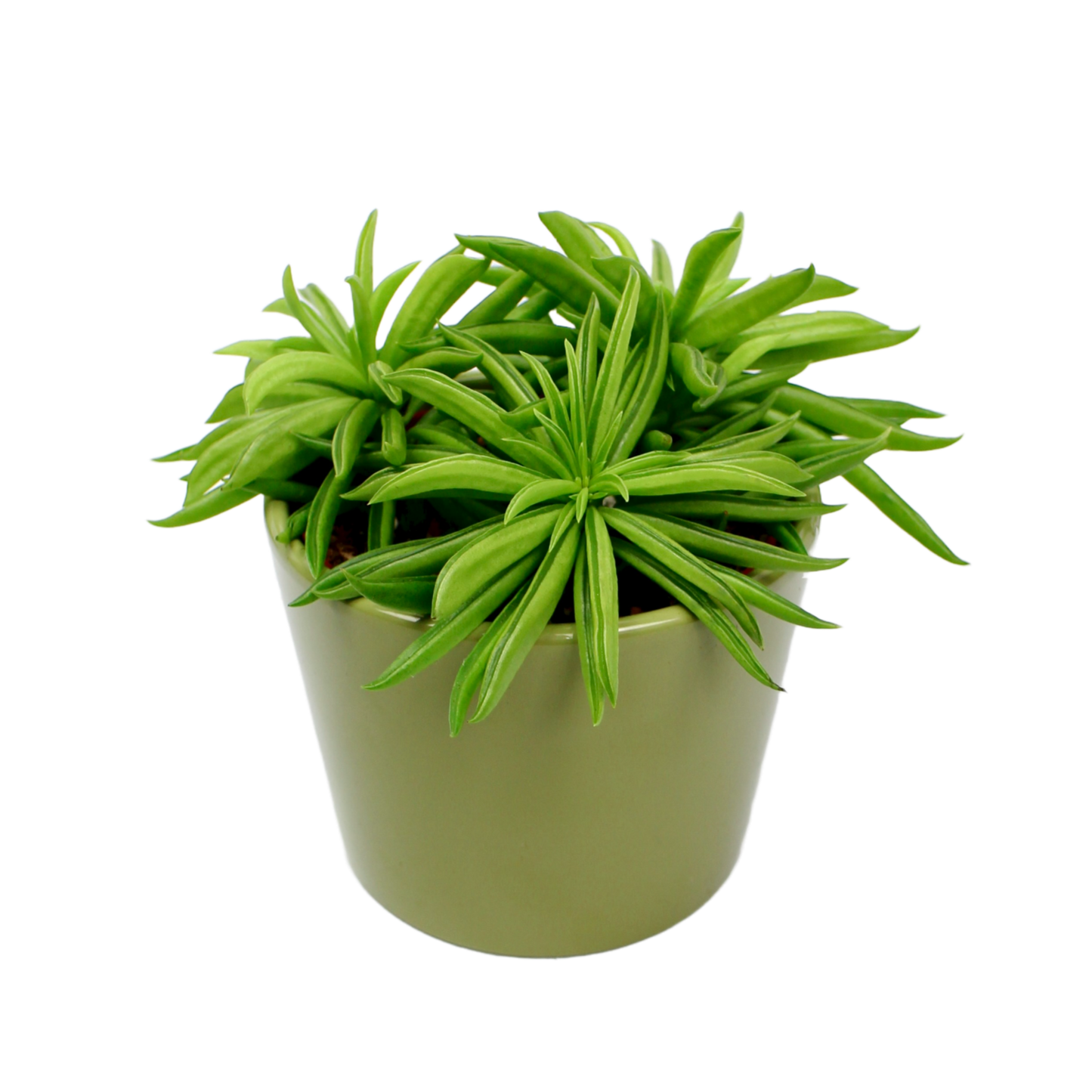 Peperomia Happy Bean