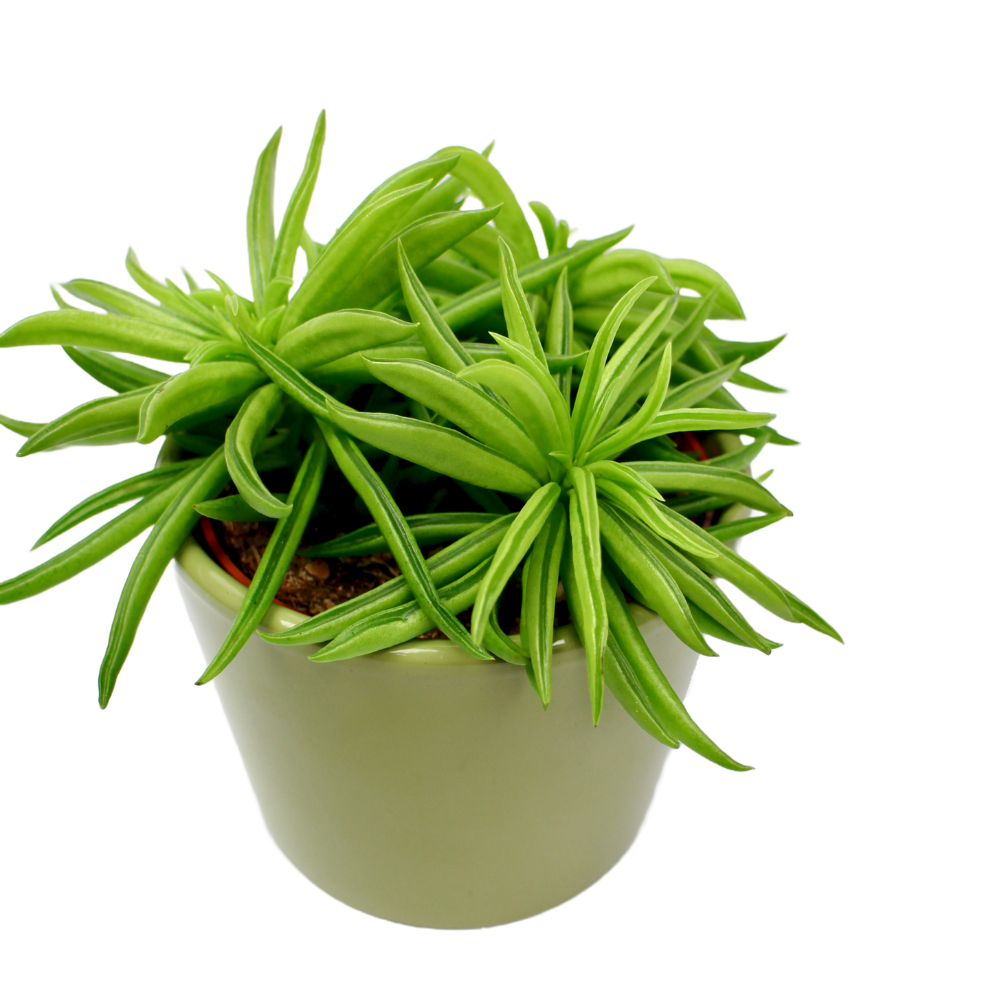 Peperomia Happy Bean