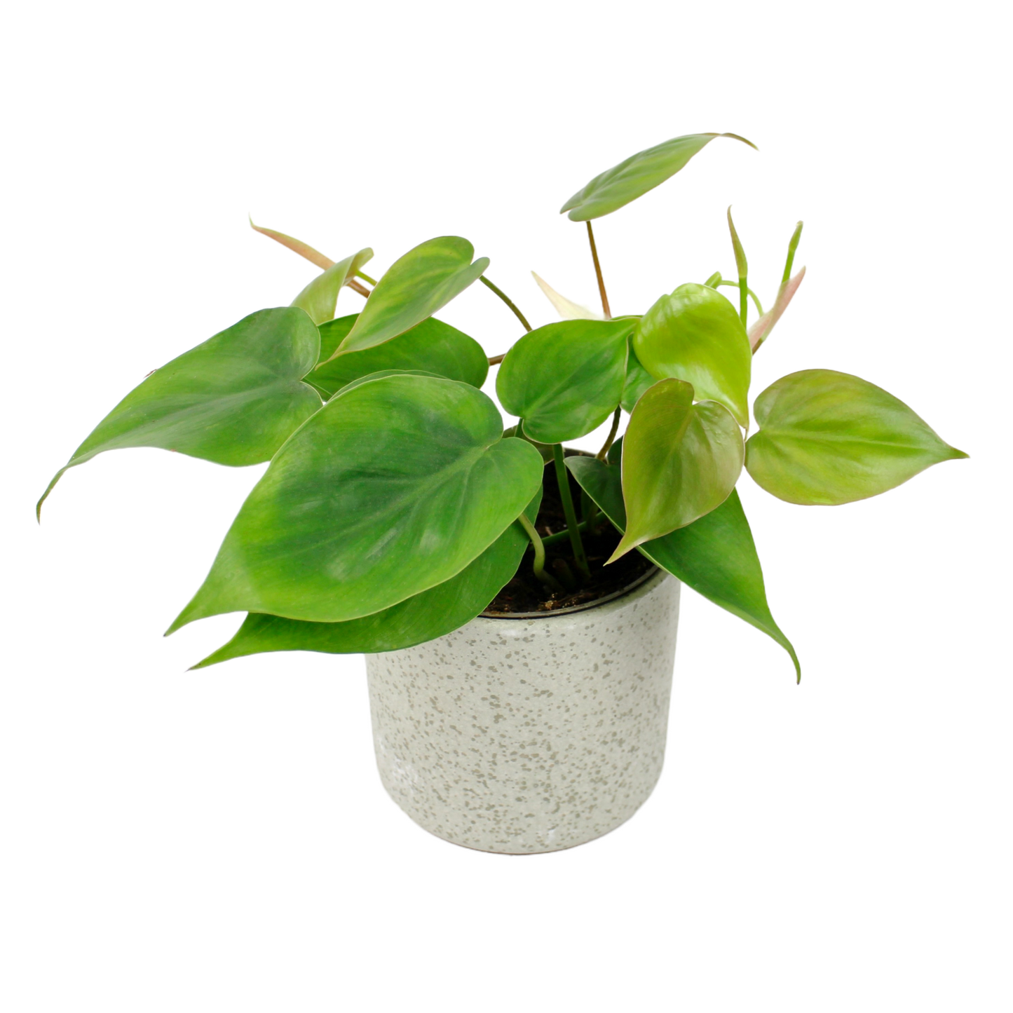 Speckle Pot D9cm
