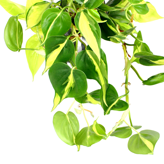 Philodendron Scandens Brasil ~ Hanging