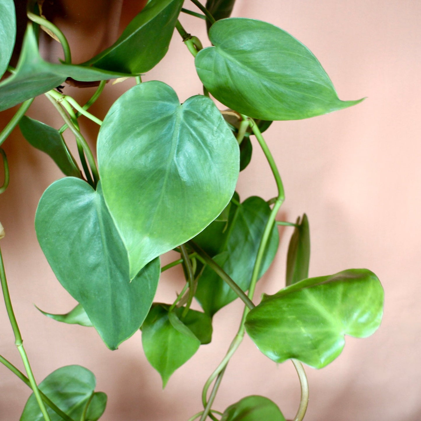 Philodendron Scandens - Hanging (Heart Leaf Philodendron)