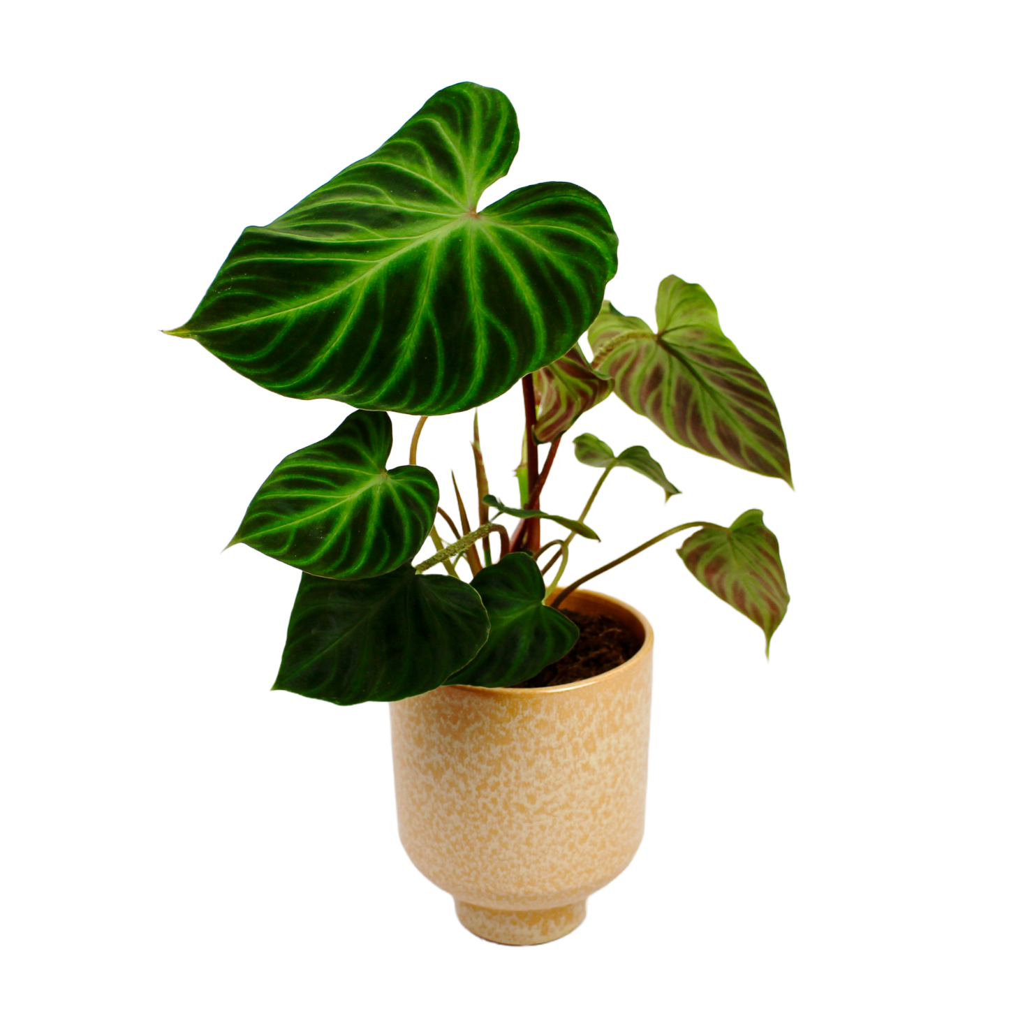 Ceora Pot D14cm