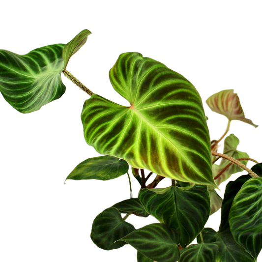 Philodendron Verrucosum
