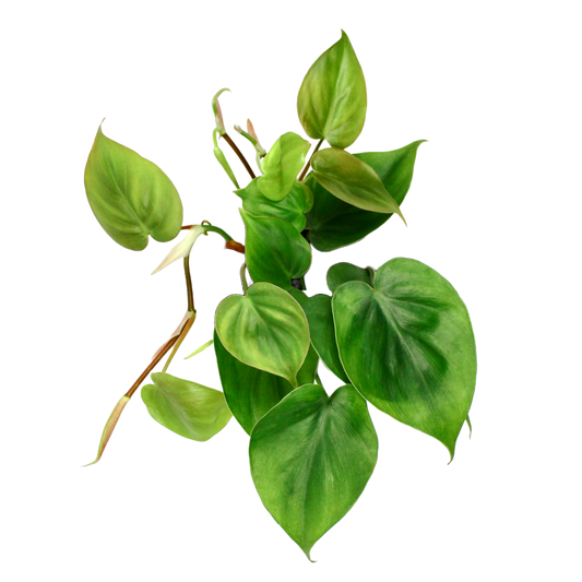 Philodendron Scandens (Heart Leaf Philodendron)