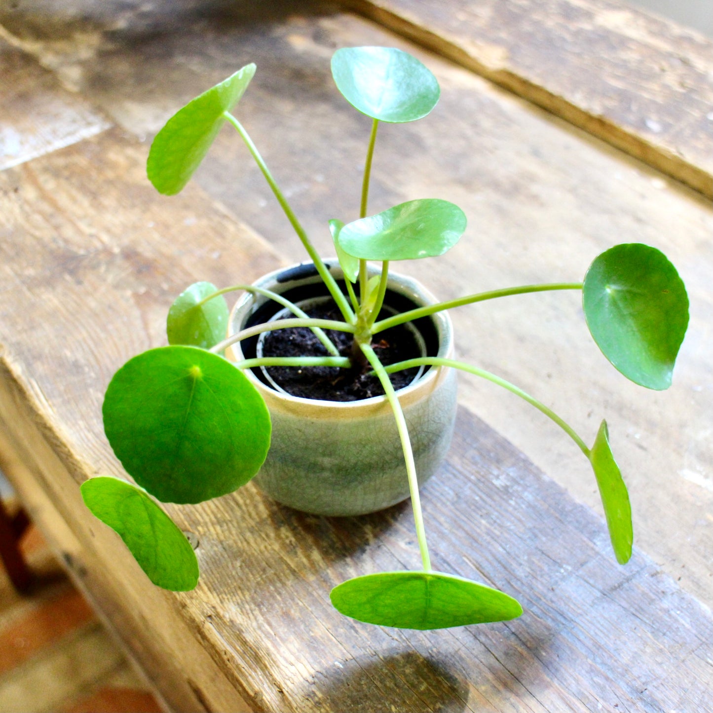 Baby Pilea Peperomioides (Chinese Money Plant) in decorative ceramic planter