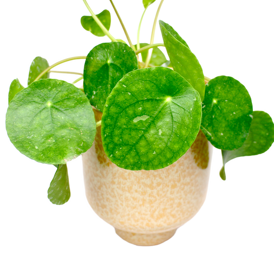 Pilea White Splash (Peperomioides)