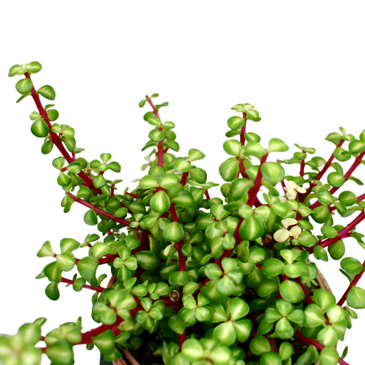 Portulacaria Afra Mediopicta