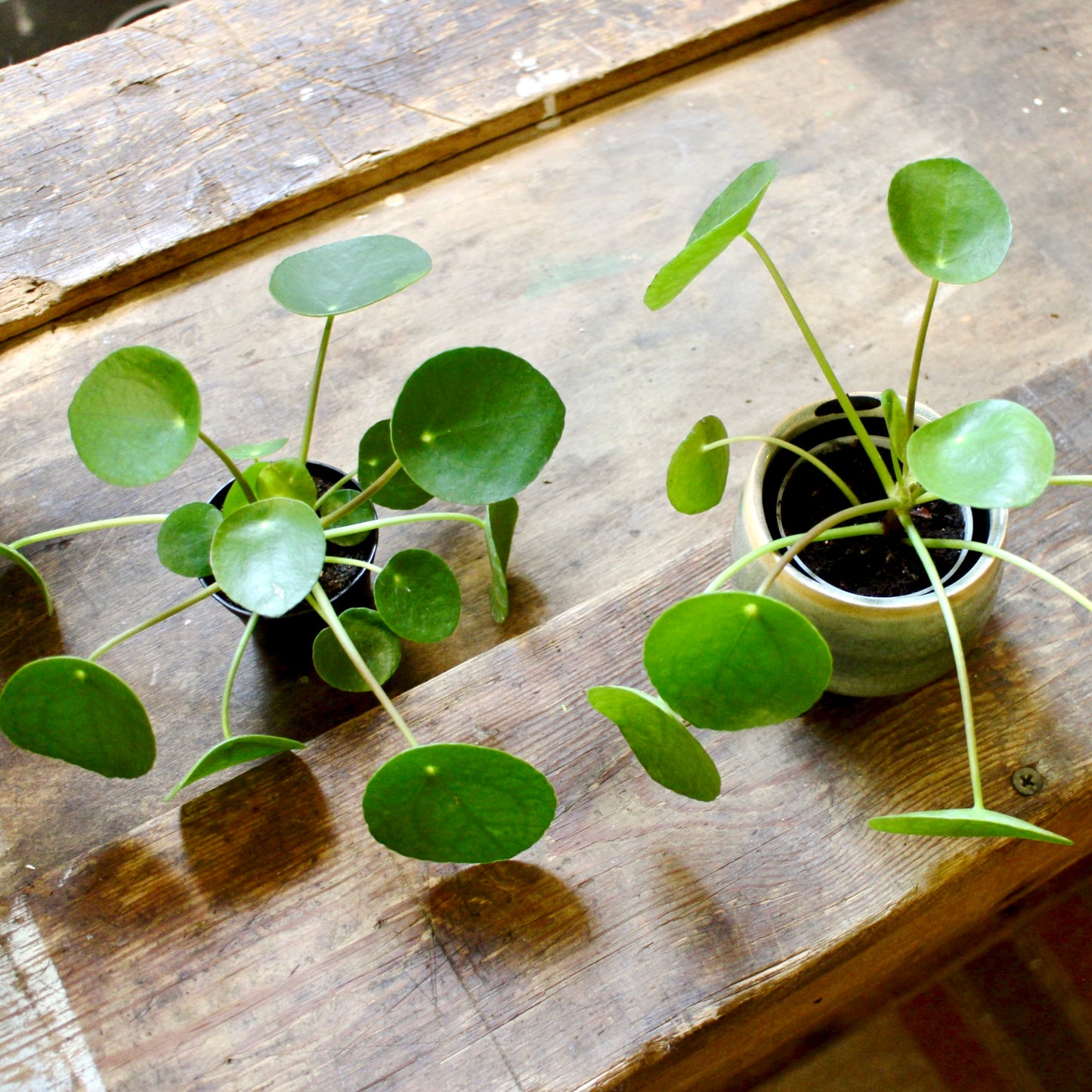 Two Baby Pilea Peperomioides (Chinese Money Plant)