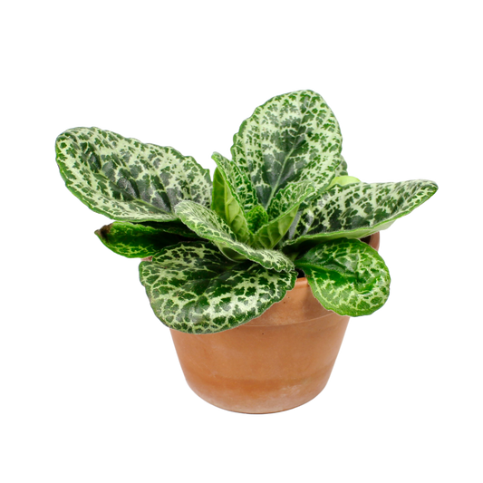 Streptocarpus Pretty Turtle