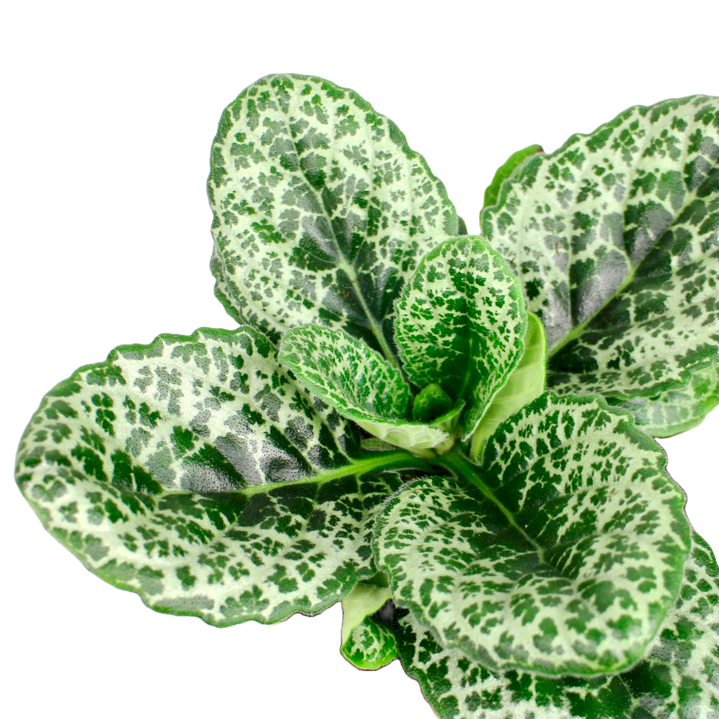 Streptocarpus Pretty Turtle