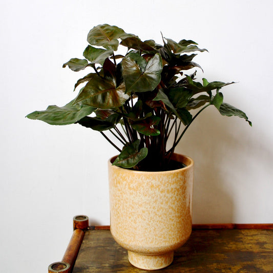 Syngonium Maria (Arrowhead)