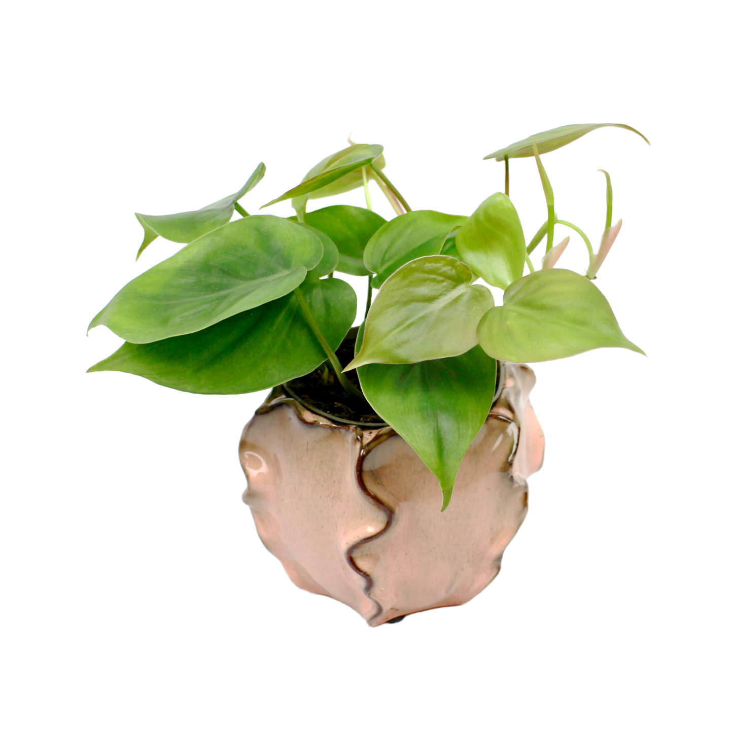 Tirana Peach Pot - 3 Sizes