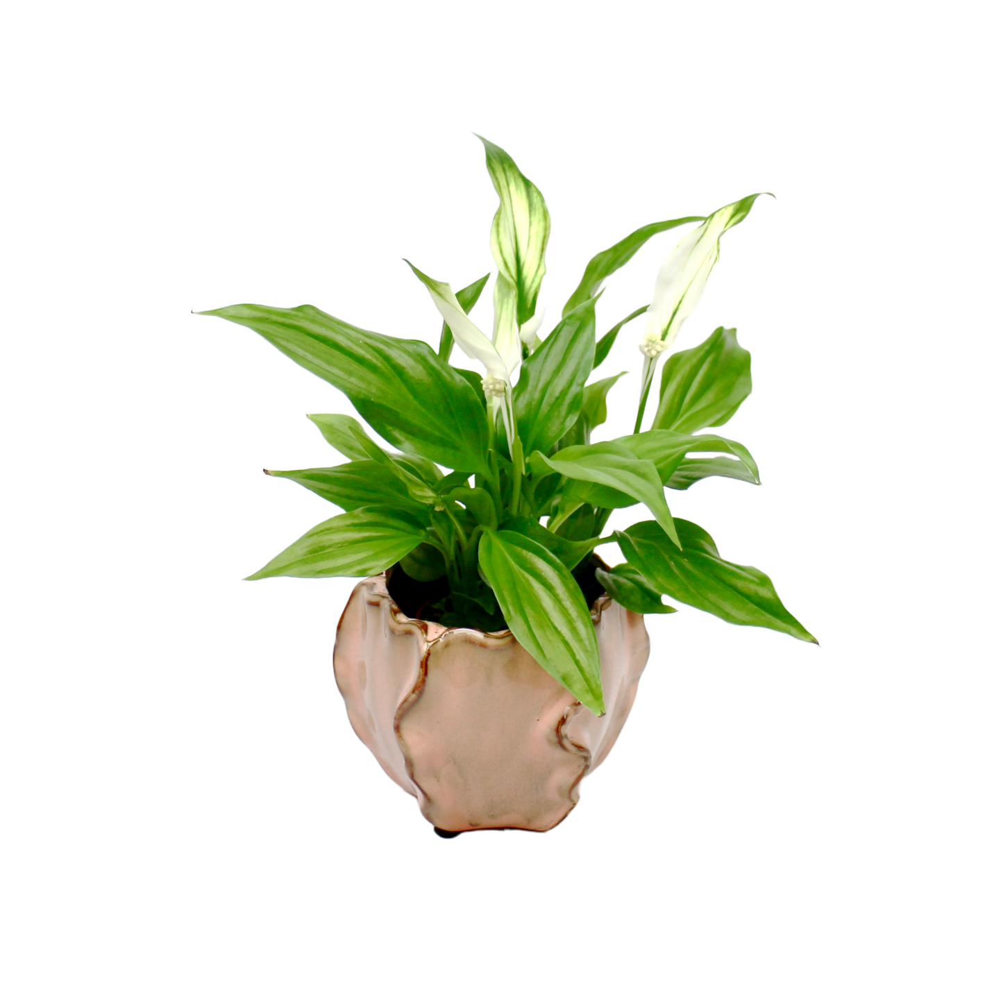 Tirana Peach Pot - 3 Sizes
