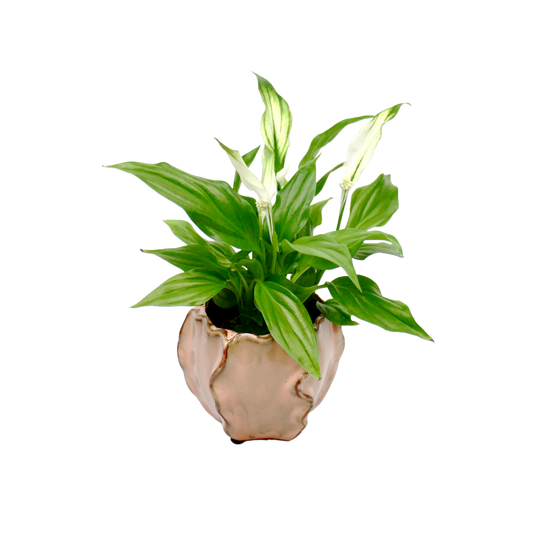 Peace Lily (Spathiphyllum Chopin)