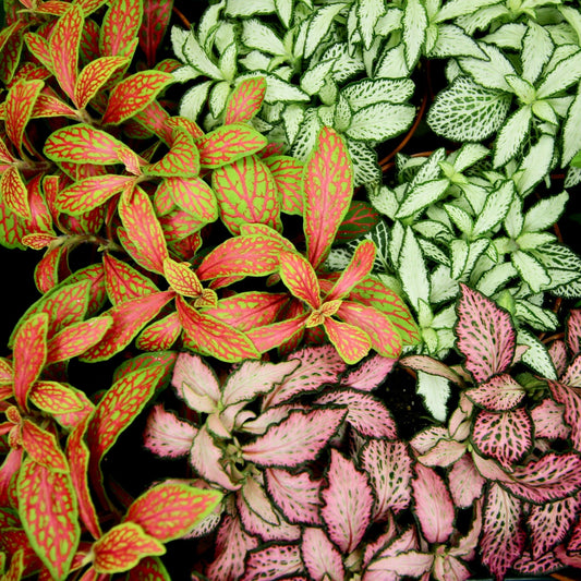 Multi-coloured Fittonia houseplants - variegated leaves