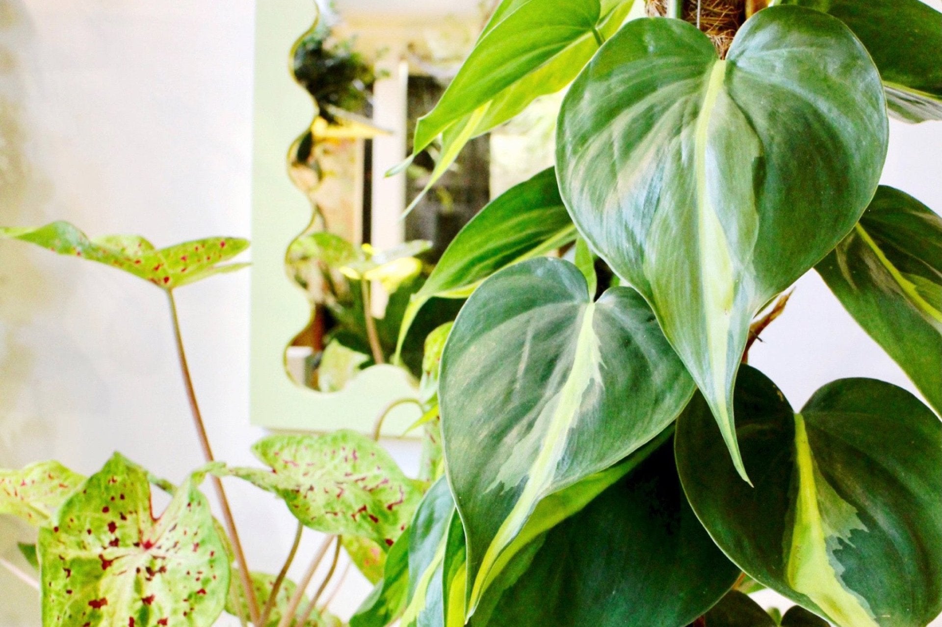 Close up of a philodendron Brasil and a caladium plant.
