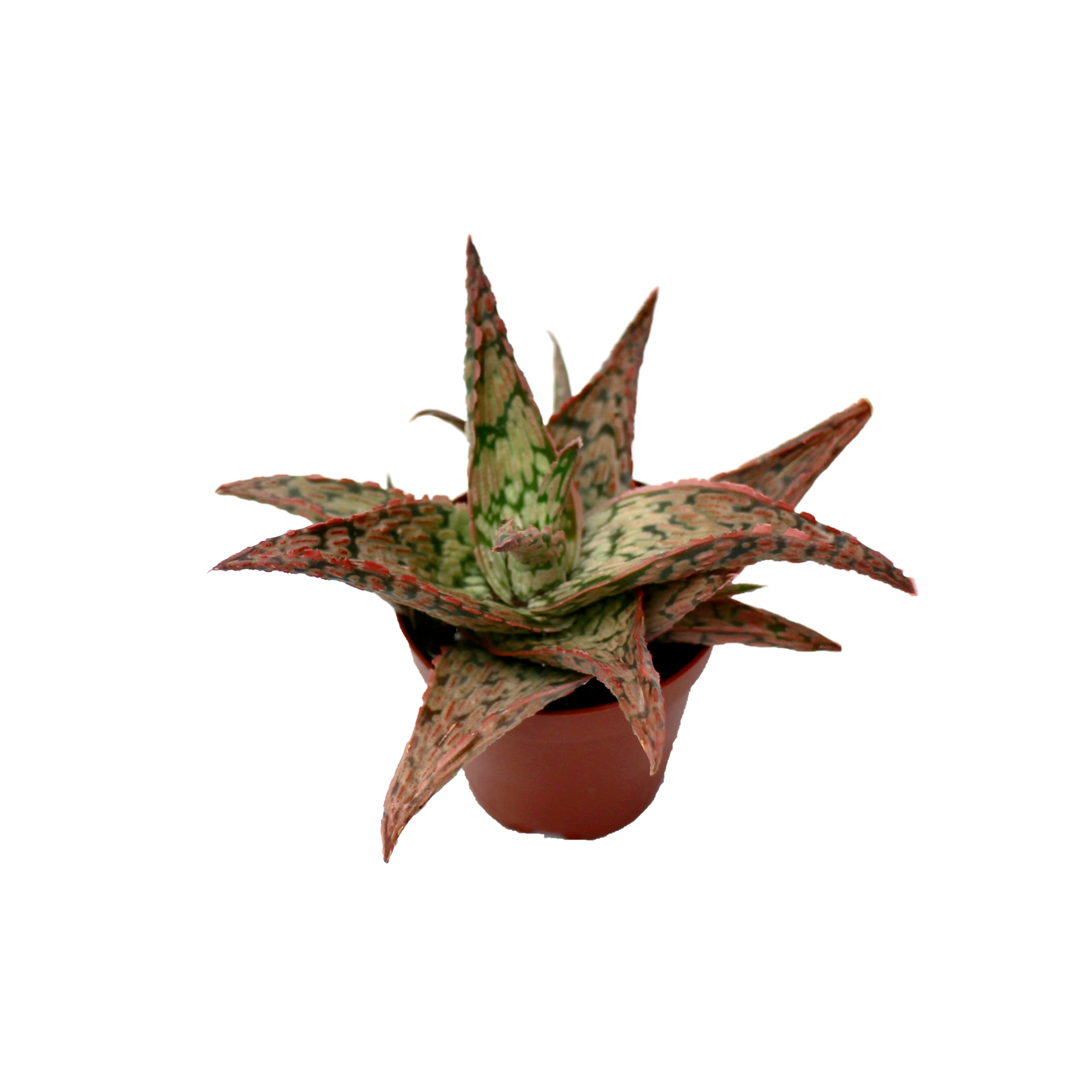 Mini Aloe Zebrina Dannyz  The Archway Planter