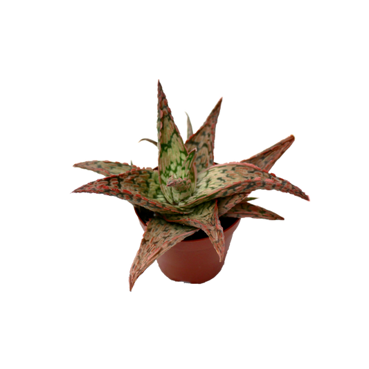 Mini Aloe Zebrina Dannyz