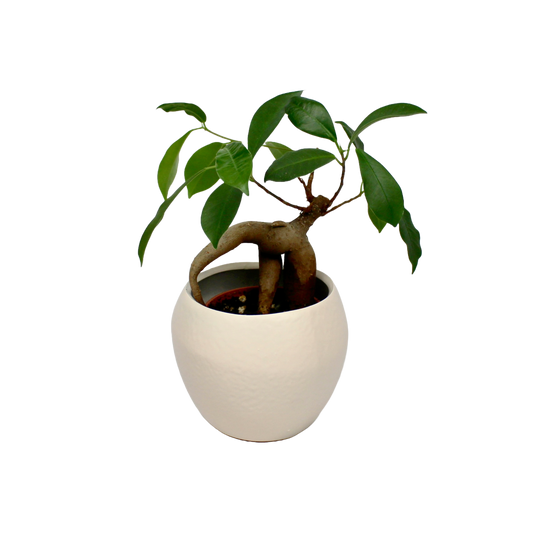 Amarah Sand Pot D7cm