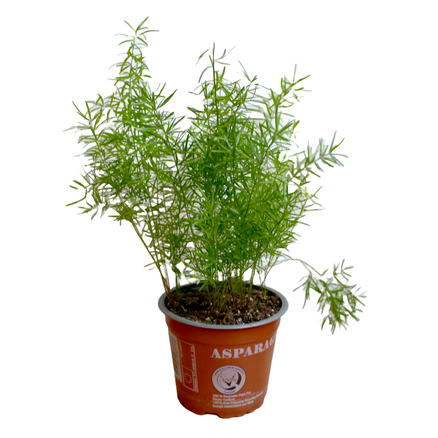Asparagus Densiflorus 'Sprengeri'