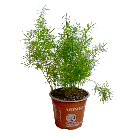 Asparagus Densiflorus 'Sprengeri'