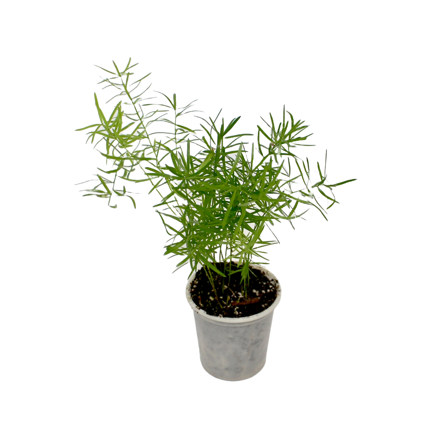 Asparagus Densiflorus 'Sprengeri'