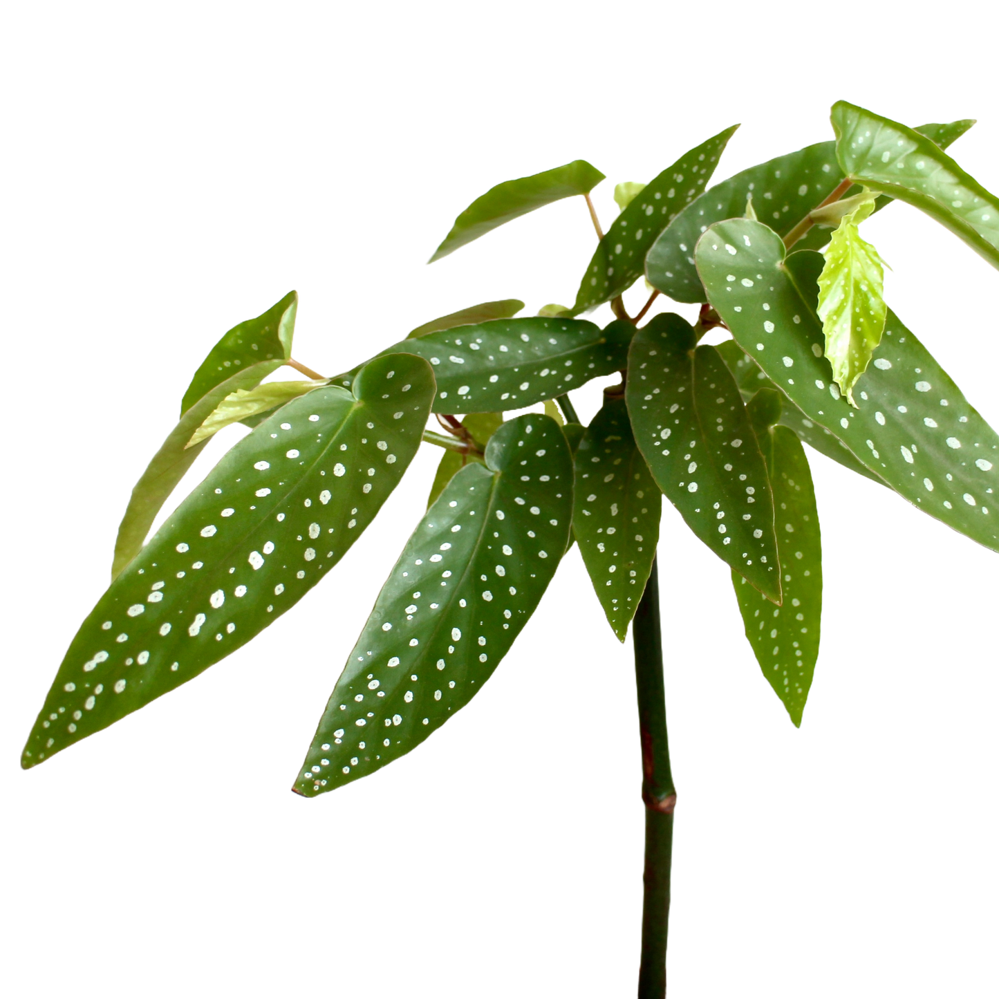 Begonia Albopicta (Tamaya)