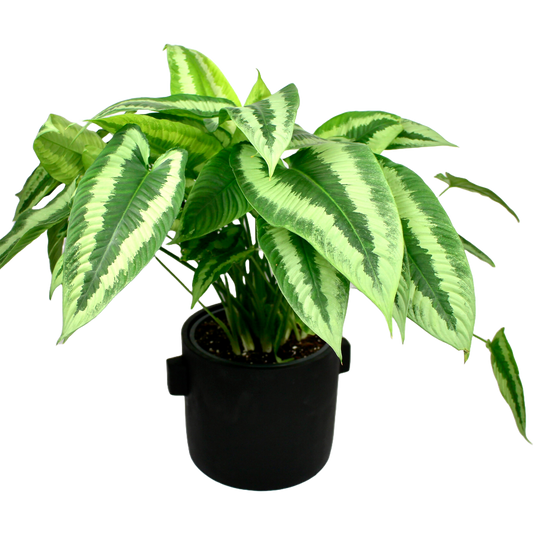 Concrete Ears Pot - Black D19cm