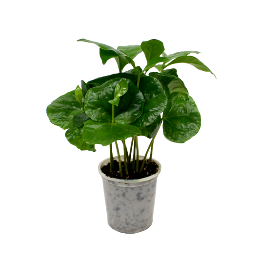 Coffee Plant